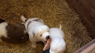 セントバーナード子犬.jpg